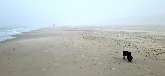 Nebel Sande 🇩🇰, Strandtour 🐕‍🦺🚶